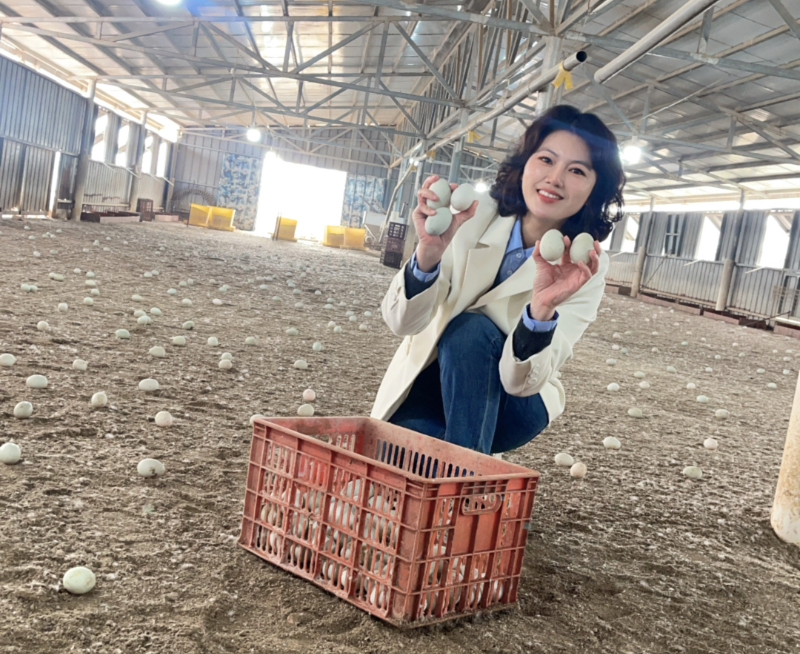 从源头到餐桌|深圳运营中心团队探秘合天宝龙海鸭蛋生态产业链 从源头到餐桌|深圳运营中心团队探秘合天宝龙海鸭蛋生态产业链
