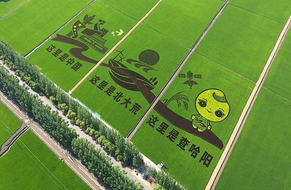 查哈阳水稻种植基地+冻干食品加工厂