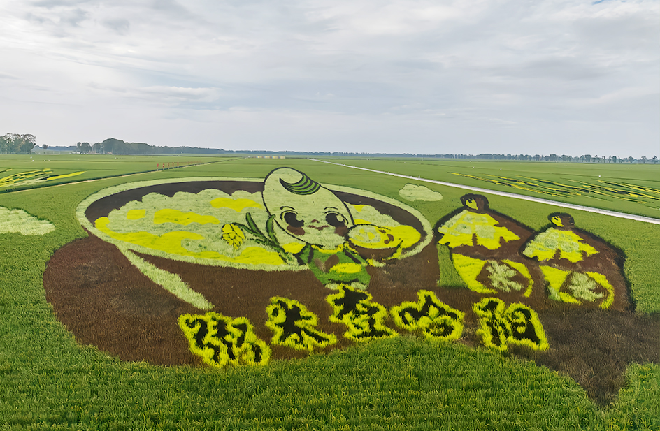 查哈阳水稻种植基地+冻干食品加工厂