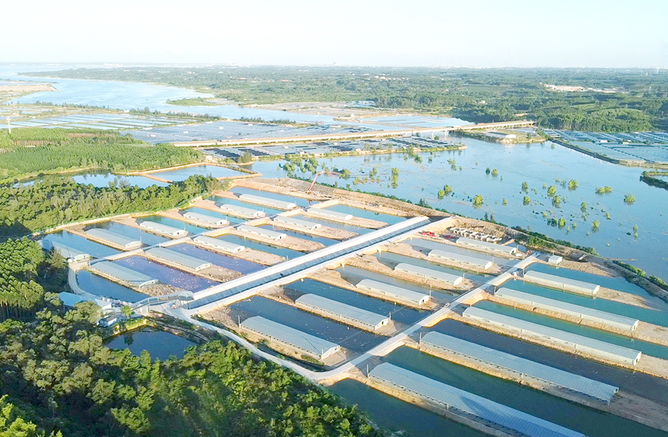 大规模仿原生态养殖基地+海鸭蛋加工厂