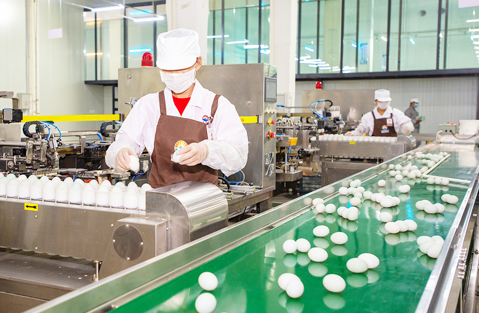 大规模仿原生态养殖基地+海鸭蛋加工厂