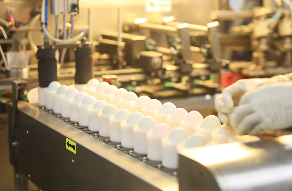 大规模仿原生态养殖基地+海鸭蛋加工厂